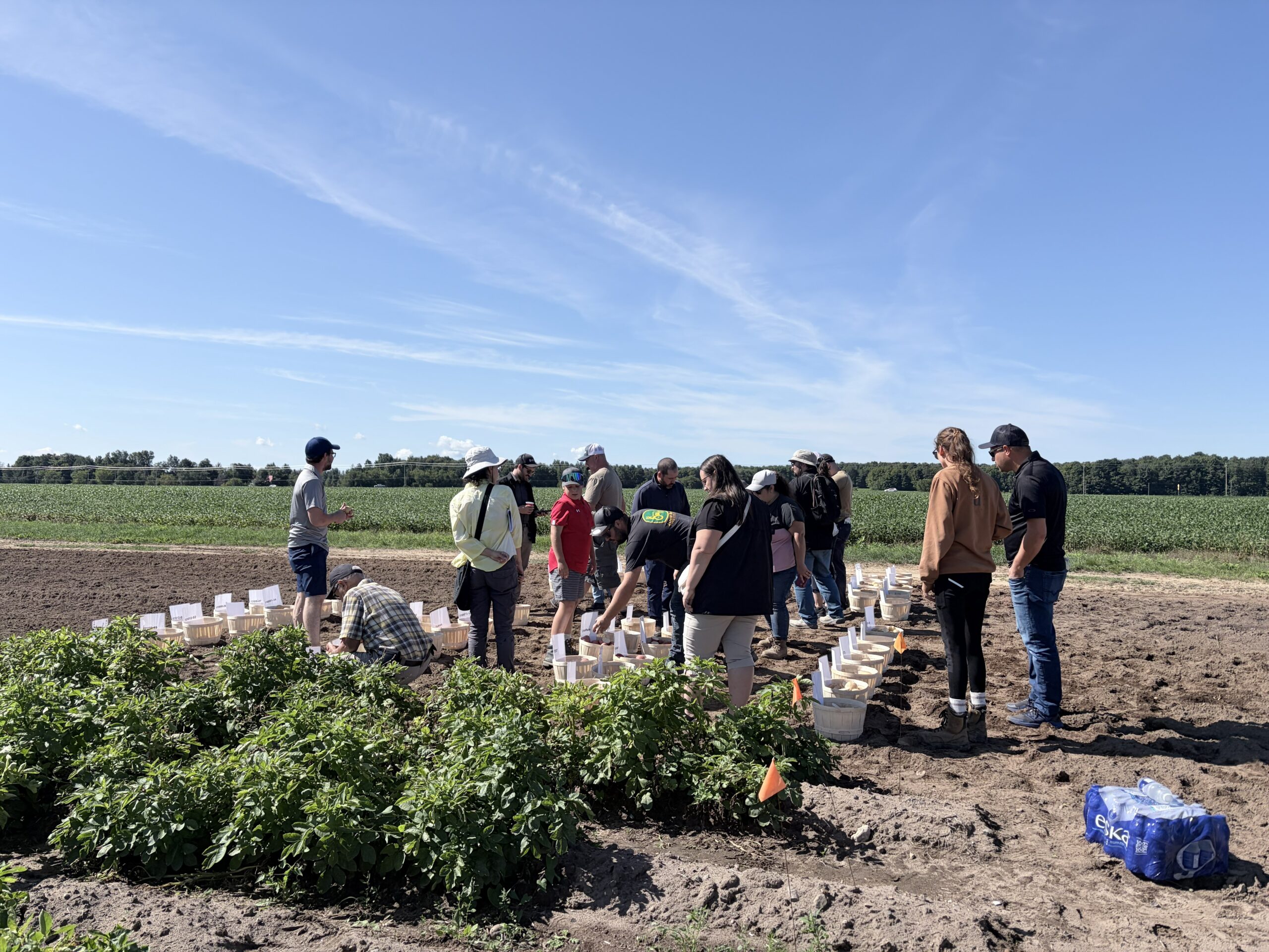 Record-Breaking Variety Field Day Highlights Strong Interest in Progest’s New Potato Varieties